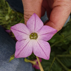 Nicotiana × sanderi