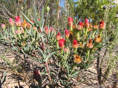 Lampranthus coccineus