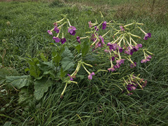Nicotiana × sanderi