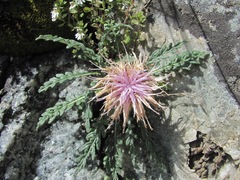 Jurinea filicifolia