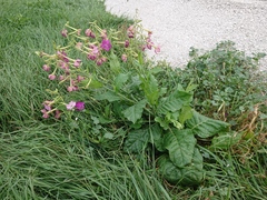 Nicotiana × sanderi
