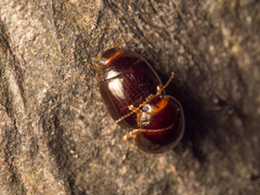 Paropsisterna rufipes