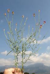 Parapolydora fastigiata