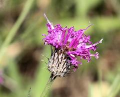 Parapolydora fastigiata