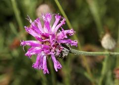 Parapolydora fastigiata