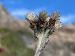 Antennaria carpatica