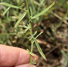 Parapolydora fastigiata