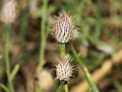 Parapolydora fastigiata