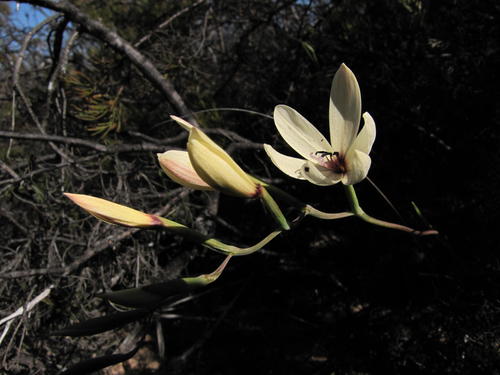 Blackanther Satin (Geissorhiza melanthera)
