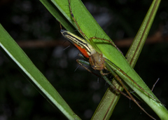 Oxyopes kohaensis