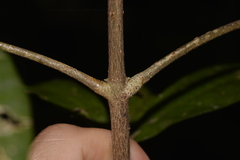 Acronychia pubescens