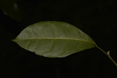 Acronychia pubescens