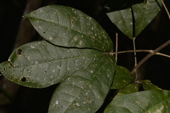 Acronychia pubescens