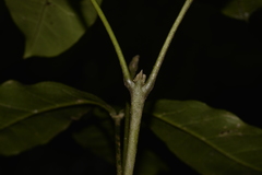 Acronychia pubescens