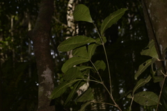 Acronychia pubescens