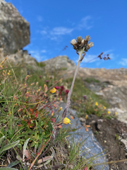 Antennaria carpatica