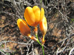 Ixia calendulacea