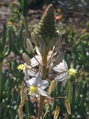 Bulbine triebneri