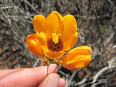 Ixia calendulacea