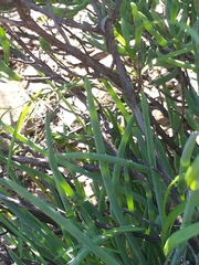 Bulbine triebneri
