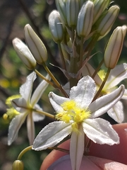 Bulbine triebneri
