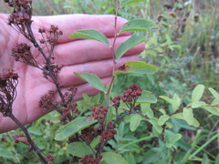 Spiraea flexuosa