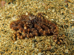 Wunderpus photogenicus
