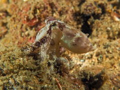 Hapalochlaena lunulata