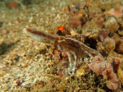 Hapalochlaena lunulata