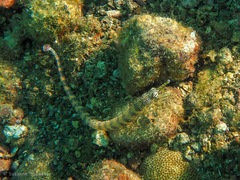 Corythoichthys haematopterus