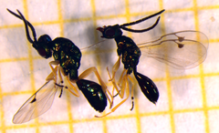Miscogaster