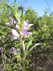 Psoralea bolusii