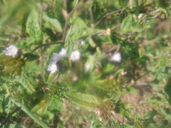 Elephantopus carolinianus