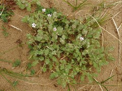 Erodium lebelii