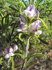 Psoralea bolusii
