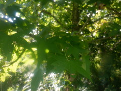 Liquidambar styraciflua