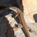 Erhard's Wall Lizard - Photo (c) Stamatis Kalogiannis, some rights reserved (CC BY-NC), uploaded by Stamatis Kalogiannis