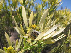 Leucadendron foedum