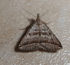 Lysimelia lenis