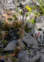 Myosotis australis