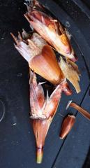 Willdenowia arescens