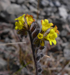 Myosotis australis