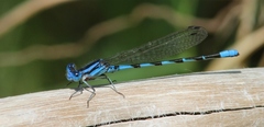 Argia leonorae