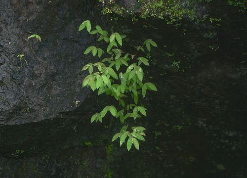 Image of Arthraxon Jubatus (Arthraxon jubatus) by no rights reserved