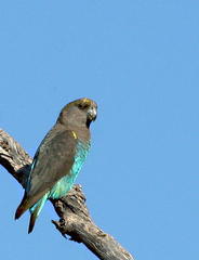 Poicephalus meyeri transvaalensis