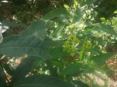Verbesina alternifolia