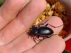 Mesocarabus