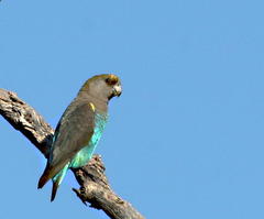 Poicephalus meyeri transvaalensis