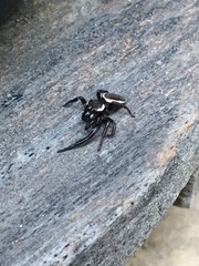 Metaphidippus perfectus