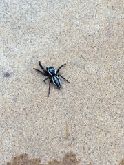 Metaphidippus perfectus